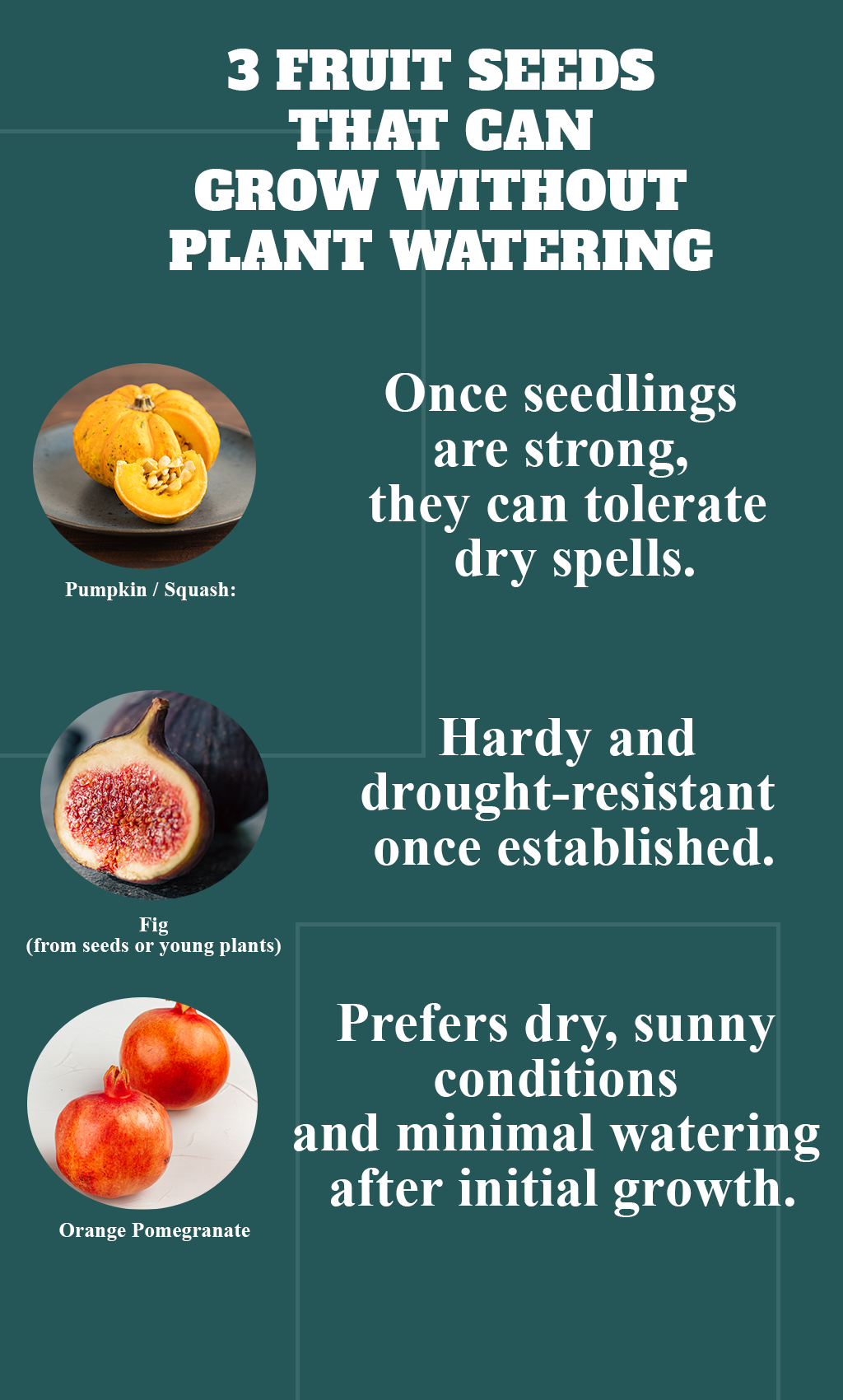 “3 Drought-Resistant Fruit Seeds You Can Grow Without Watering – Nature’s Effortless Garden!”