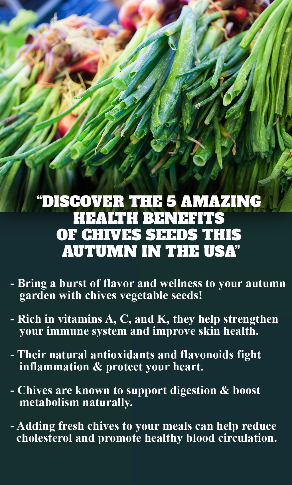 “Discover 5 Amazing Health Benefits of Chive Seeds This Autumn – The USA’s Favorite Flavorful Super Herb 🌿”