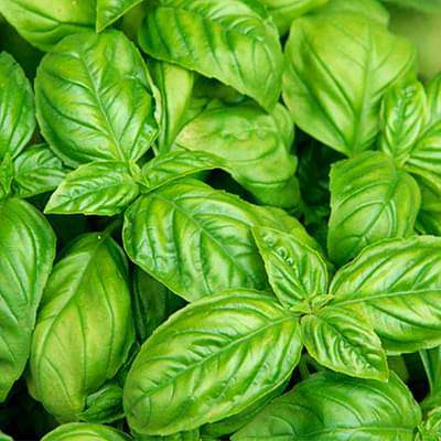 Herb Seeds