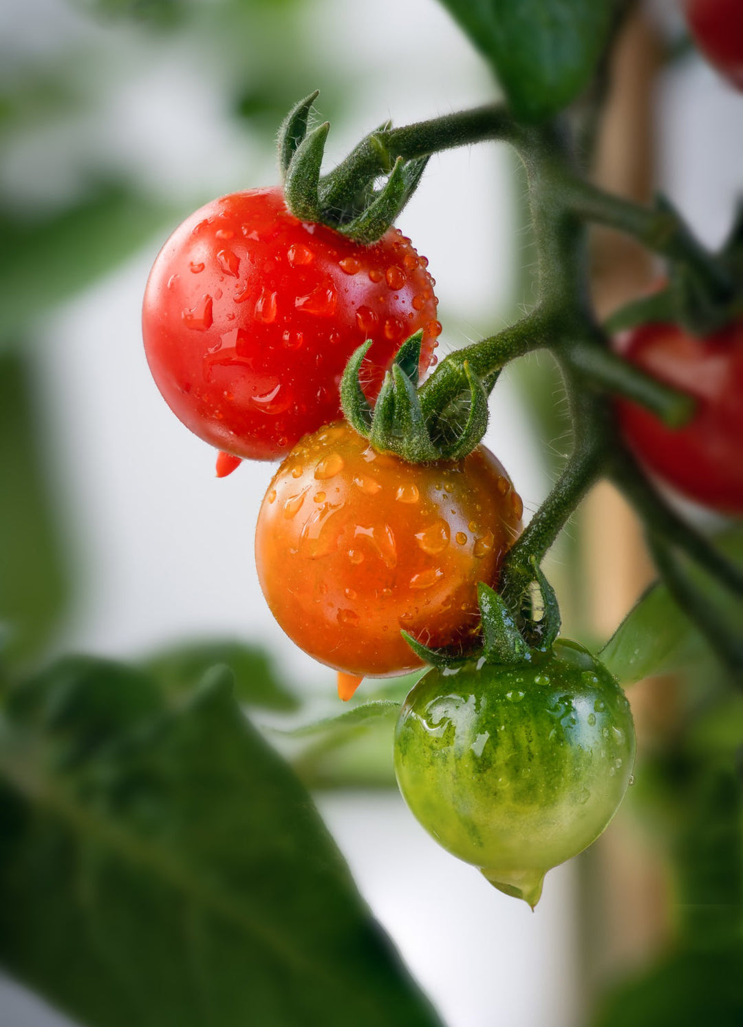 Vegetable Seeds
