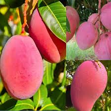 Fruit Seeds