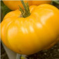 Vegetable Seeds,Garden seeds, Seeds For Planting,Plant Seeds