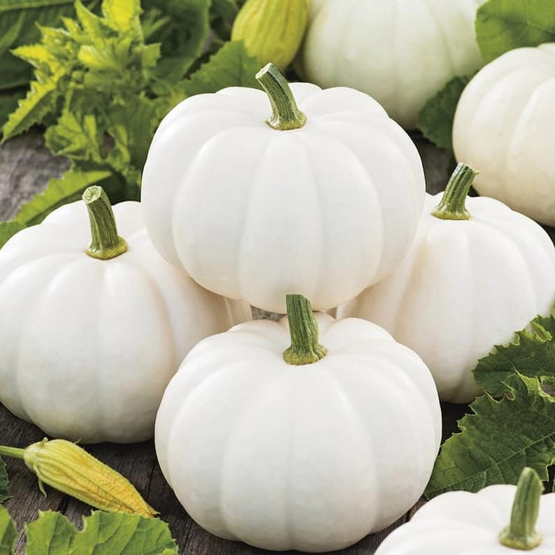 pumpkin seeds for garden White Pumpkin Vegetable Seeds for Planting – Heirloom, Non-GMO, Decorative  & Edible Organic Garden Seeds