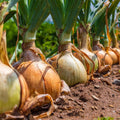 Heirloom Non-GMO Yellow Onion Vegetable Seeds for Planting – High-Yield Garden Seeds