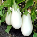 Vegetable Seeds,Garden seeds, Seeds For Planting,Plant Seeds