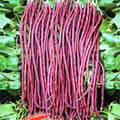 Vegetable Seeds,Garden seeds, Seeds For Planting,Plant Seeds