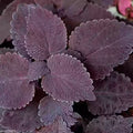 Flower Seeds, Seeds,Seeds For Planting,Plant Seeds