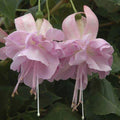Flower Seeds, Seeds,Seeds For Planting,Plant Seeds