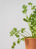 Herb Seeds,Garden seeds, Seeds For Planting,Plant Seeds
