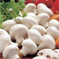Vegetable Seeds,Garden seeds, Seeds For Planting,Plant Seeds