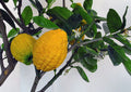Citron Seeds for Planting – Heirloom, Non-GMO, Rare Melon-Like Vegetable – High Germination