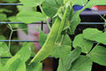 Oregon Sugar Pod II Pea Seeds for Planting – Heirloom, Non-GMO, Sweet Snap Vegetable – High Germination