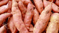 Red Orange Sweet Potato Seeds for Planting – Heirloom, Non-GMO, Nutritious Root Vegetable – High Germination