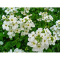 Flower Seeds, Seeds,Seeds For Planting,Plant Seeds
