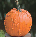 Vegetable Seeds,Garden seeds, Seeds For Planting,Plant Seeds
