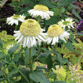 Flower Seeds, Seeds,Seeds For Planting,Plant Seeds