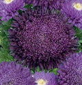 Flower Seeds, Seeds,Seeds For Planting,Plant Seeds