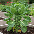 Long Island Brussels Sprouts Seeds for Planting – Heirloom, Non-GMO, Nutritious Vegetable – High Germination