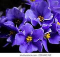 Saintpaulia Flower Seeds for Planting Blue & Pink – Bright Blooms, Heirloom & Non-GMO, High Germination Organic Garden Seeds