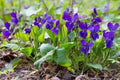 Flower Seeds, Seeds,Seeds For Planting,Plant Seeds