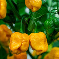 Yellow Brain Strain Pepper Seeds – Heirloom Non-GMO Super Hot Seeds for Planting, Organic Garden Seeds, High Germination