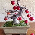 Elegant Bonsai Apple fruit seeds for planting - Heirloom & Non-GMO Garden seeds, perfect for decorative gardens