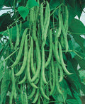 Vegetable Seeds,Garden seeds, Seeds For Planting,Plant Seeds