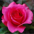 Flower Seeds, Seeds,Seeds For Planting,Plant Seeds