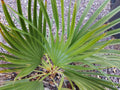 Herb Seeds,Garden seeds, Seeds For Planting,Plant Seeds