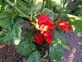 Hurt Berry Pepper Seeds for Planting – Heirloom, Non-GMO, Rare Spicy Pepper – High Germination