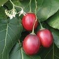 Vegetable Seeds,Garden seeds, Seeds For Planting,Plant Seeds