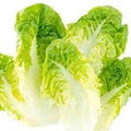 Vegetable Seeds,Garden seeds, Seeds For Planting,Plant Seeds
