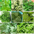 Vegetable Seeds,Garden seeds, Seeds For Planting,Plant Seeds