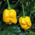 Vegetable Seeds,Garden seeds, Seeds For Planting,Plant Seeds