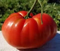 Vegetable Seeds,Garden seeds, Seeds For Planting,Plant Seeds