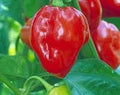 Vegetable Seeds,Garden seeds, Seeds For Planting,Plant Seeds