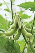 Vegetable Seeds,Garden seeds, Seeds For Planting,Plant Seeds
