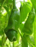 Vegetable Seeds,Garden seeds, Seeds For Planting,Plant Seeds