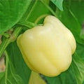 Vegetable Seeds,Garden seeds, Seeds For Planting,Plant Seeds