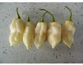 Vegetable Seeds,Garden seeds, Seeds For Planting,Plant Seeds