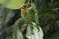 Vegetable Seeds,Garden seeds, Seeds For Planting,Plant Seeds