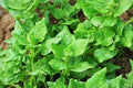 Vegetable Seeds,Garden seeds, Seeds For Planting,Plant Seeds