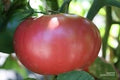 Vegetable Seeds,Garden seeds, Seeds For Planting,Plant Seeds