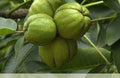 Fruit Seeds,Garden seeds, Seeds For Planting,Plant Seeds