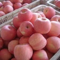 Fruit Seeds,Garden seeds, Seeds For Planting,Plant Seeds