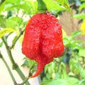 Vegetable Seeds,Garden seeds, Seeds For Planting,Plant Seeds