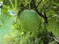 Vegetable Seeds,Garden seeds, Seeds For Planting,Plant Seeds