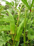 Vegetable Seeds,Garden seeds, Seeds For Planting,Plant Seeds