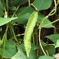 Vegetable Seeds,Garden seeds, Seeds For Planting,Plant Seeds
