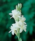 Flower Seeds, Seeds,Seeds For Planting,Plant Seeds